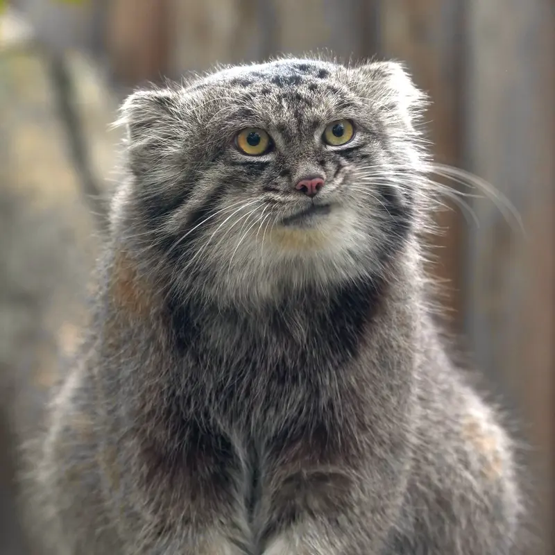 A photograph of Nar in Kobe Animal Kingdom