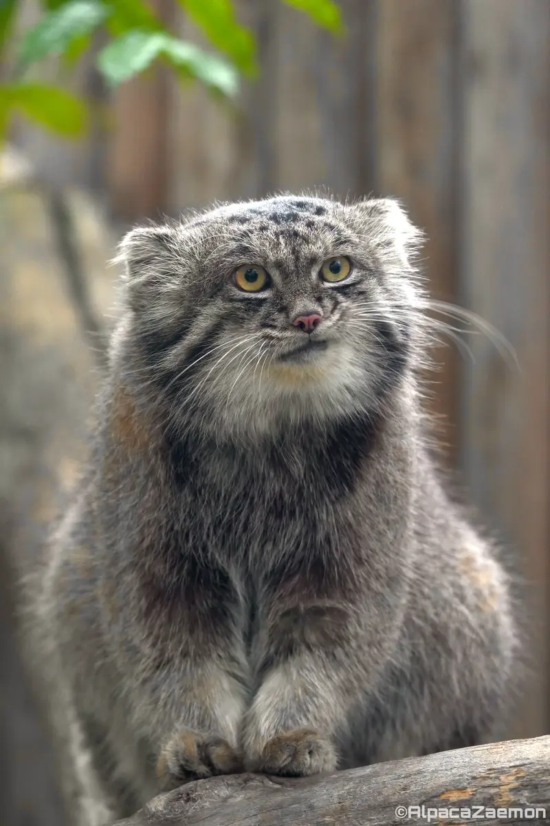 A photograph of Nar in Kobe Animal Kingdom