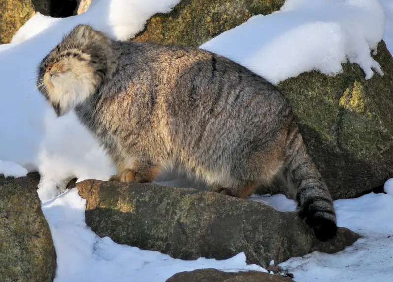 A photograph of Bruce in Görlitz Zoo