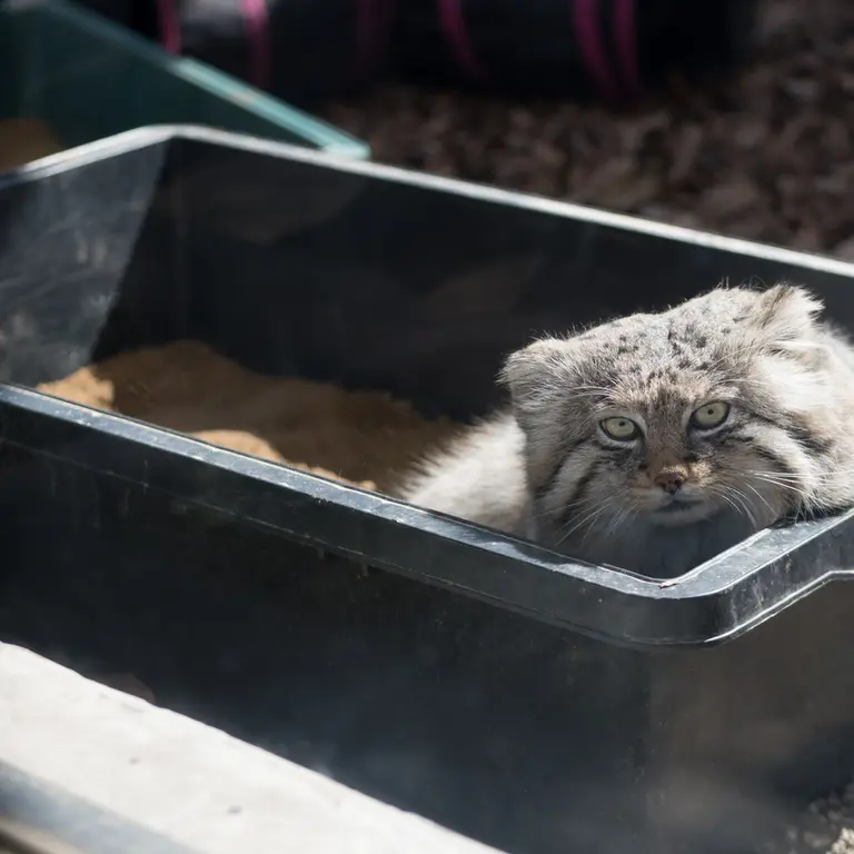 A photograph of Lotos in Saitama Children's Zoo