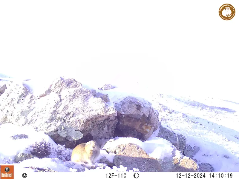 A photograph of Pika from Besshoky 1 camera trap