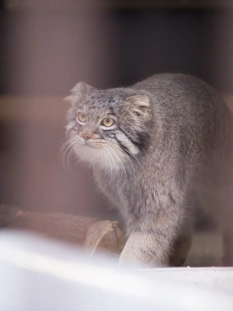 A photograph of Figa in Nogeyama Zoo