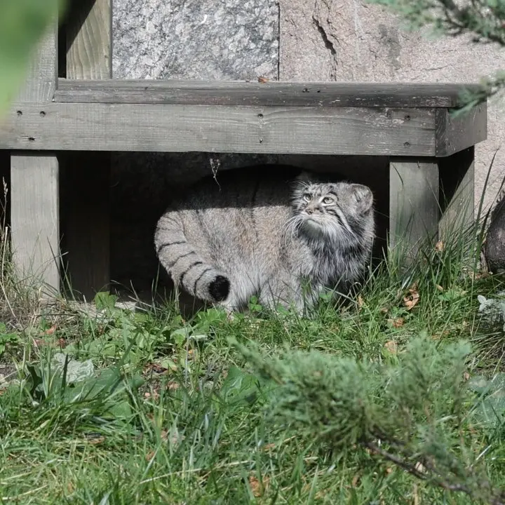 A photograph of a Pallas's cat in Moscow zoo