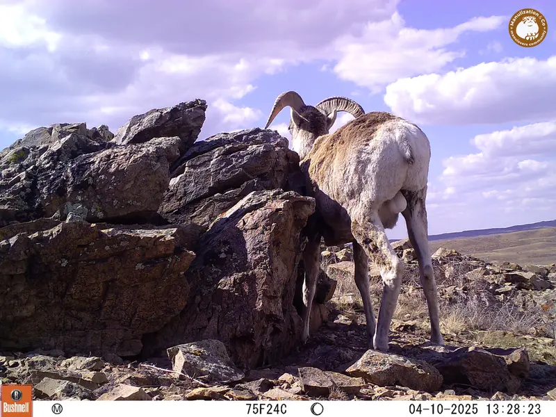 A photograph of Argali from Karashoky camera trap