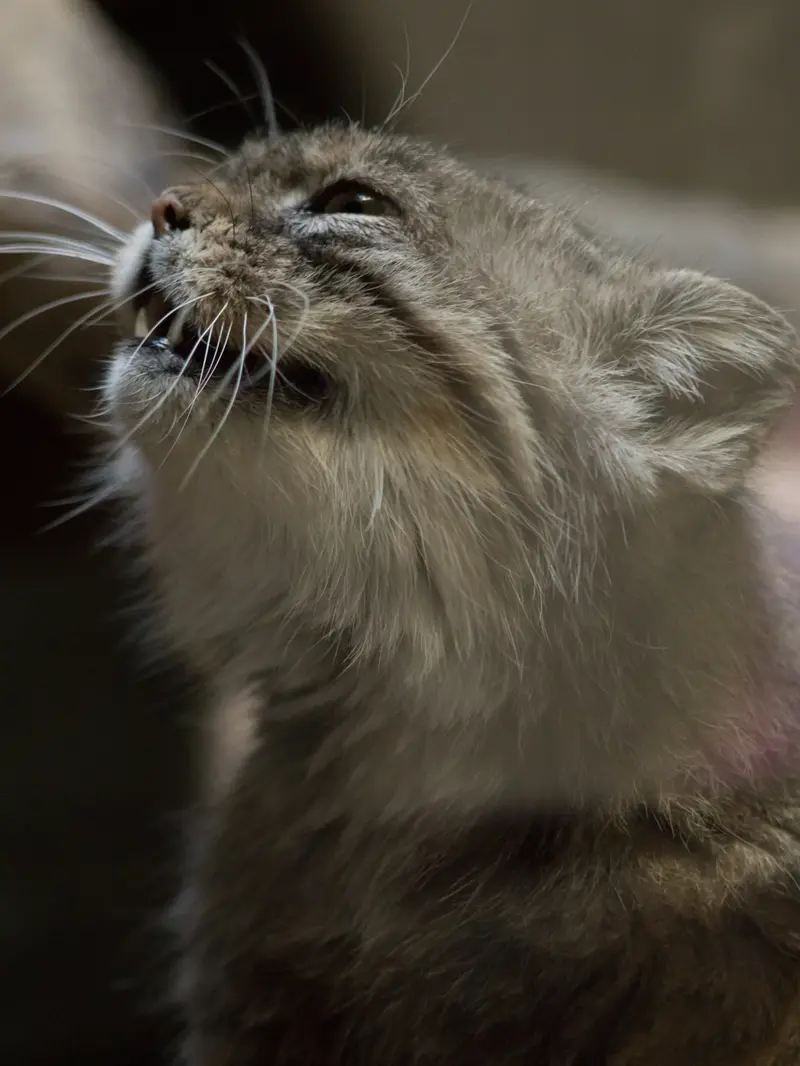 A photograph of Primula in Ueno Zoological Gardens