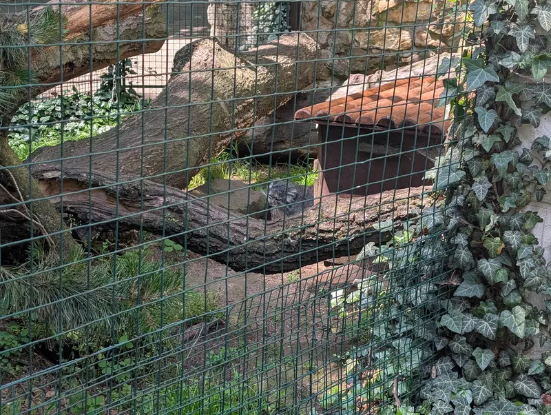 A photograph of a Pallas's cat in Chomutov Zoo
