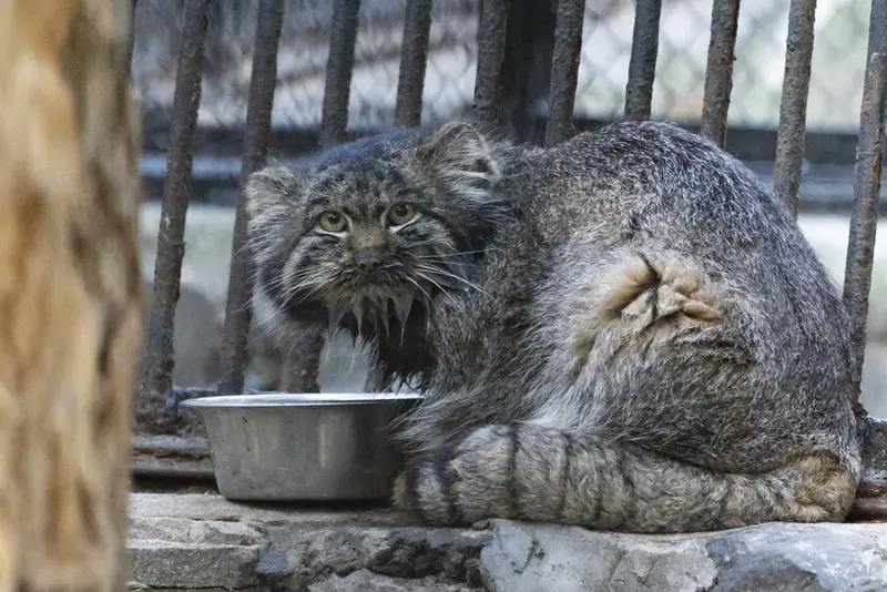 A photograph of Marik in Novosibirsk Zoo