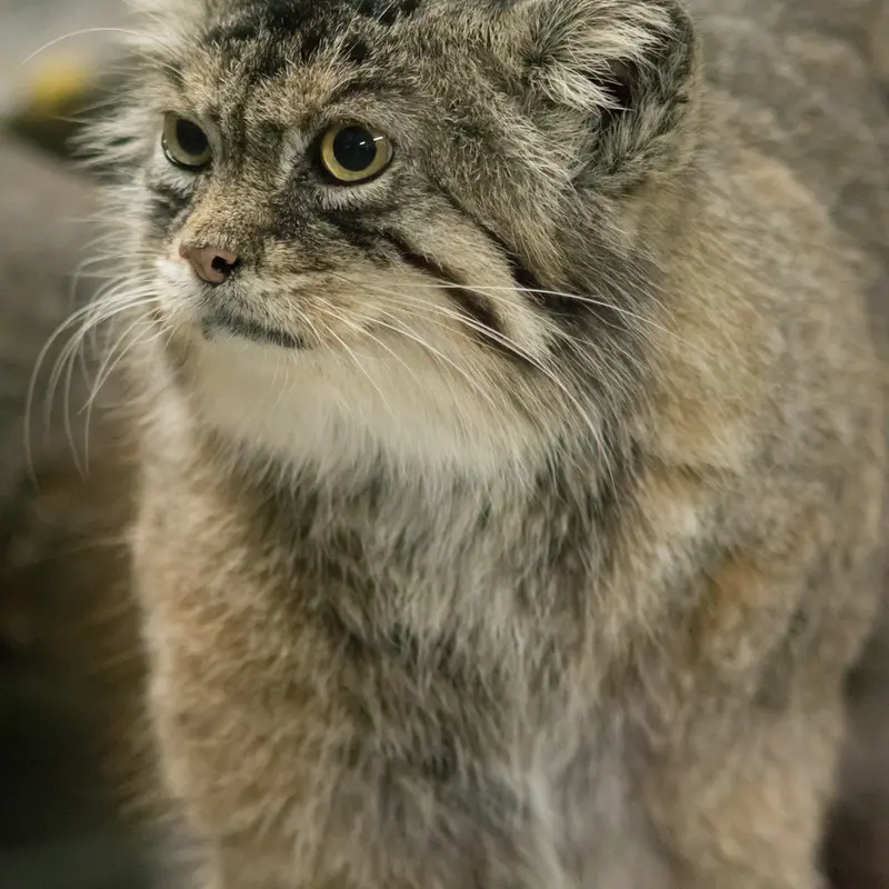 A photograph of Primula in Ueno Zoological Gardens