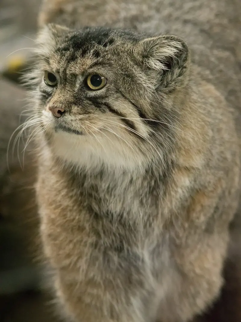 A photograph of Primula in Ueno Zoological Gardens