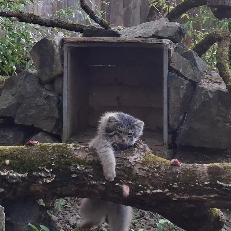 A photograph of Altai in Tregomeur Zoo