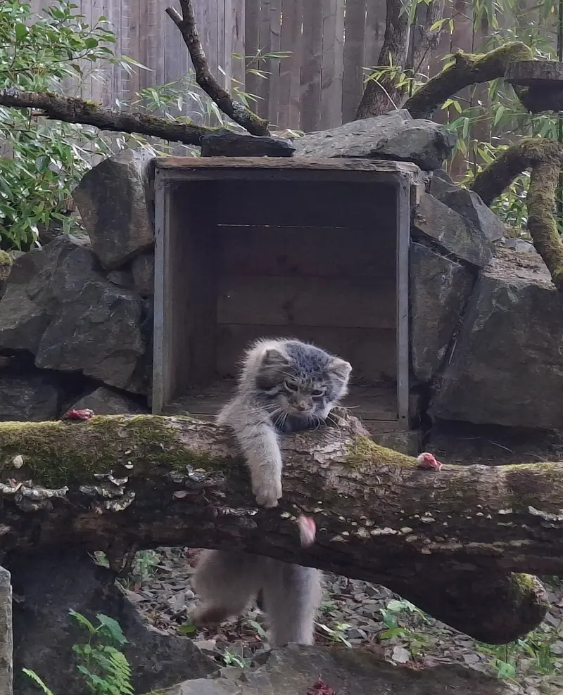 A photograph of Altai in Tregomeur Zoo