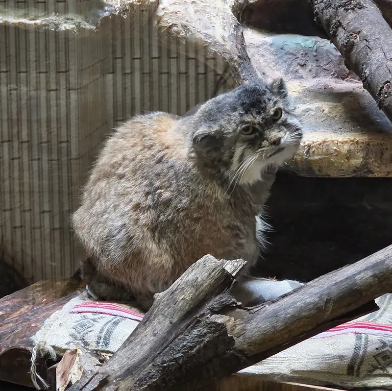 A photograph of Primula in Ueno Zoological Gardens