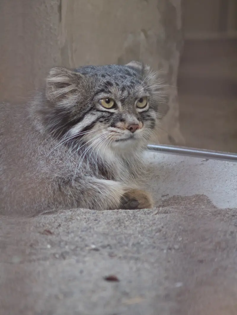 A photograph of Figa in Nogeyama Zoo