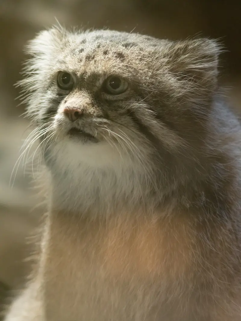 A photograph of Klyon in Ueno Zoological Gardens