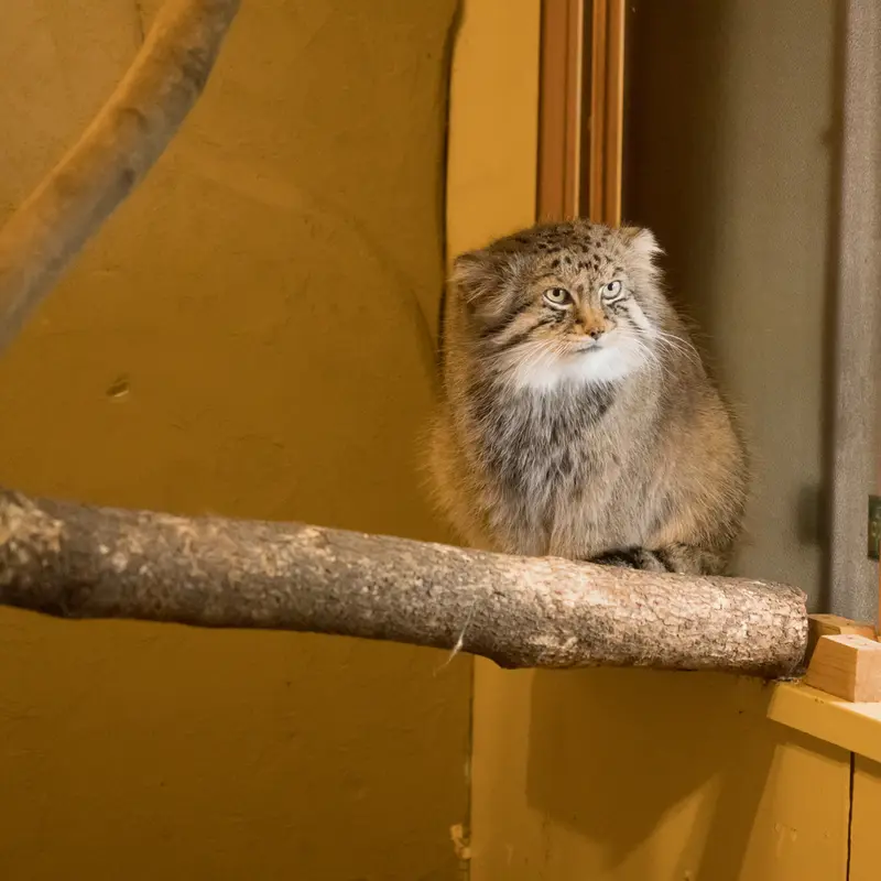 A photograph of Lotos in Saitama Children's Zoo