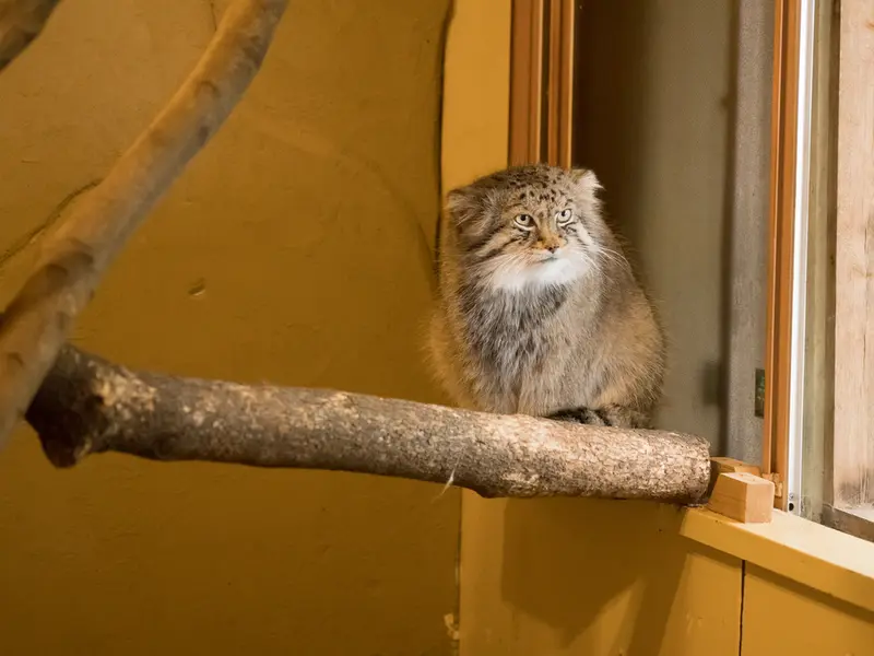 A photograph of Lotos in Saitama Children's Zoo