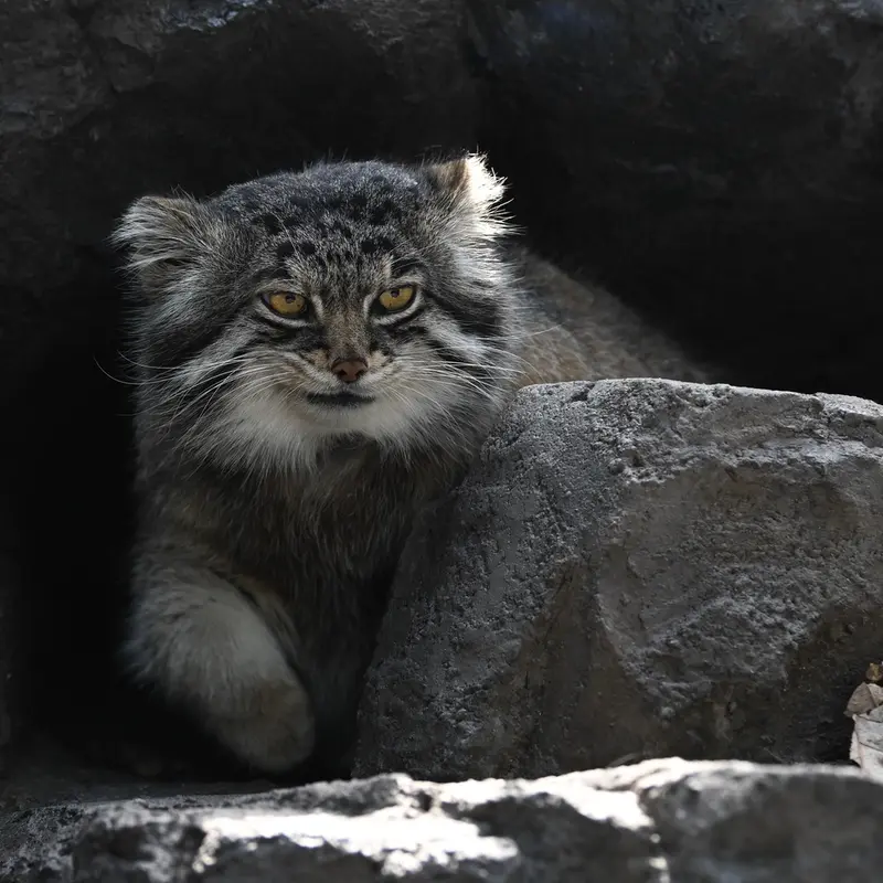 A photograph of Grusha in Asahiyama Zoo