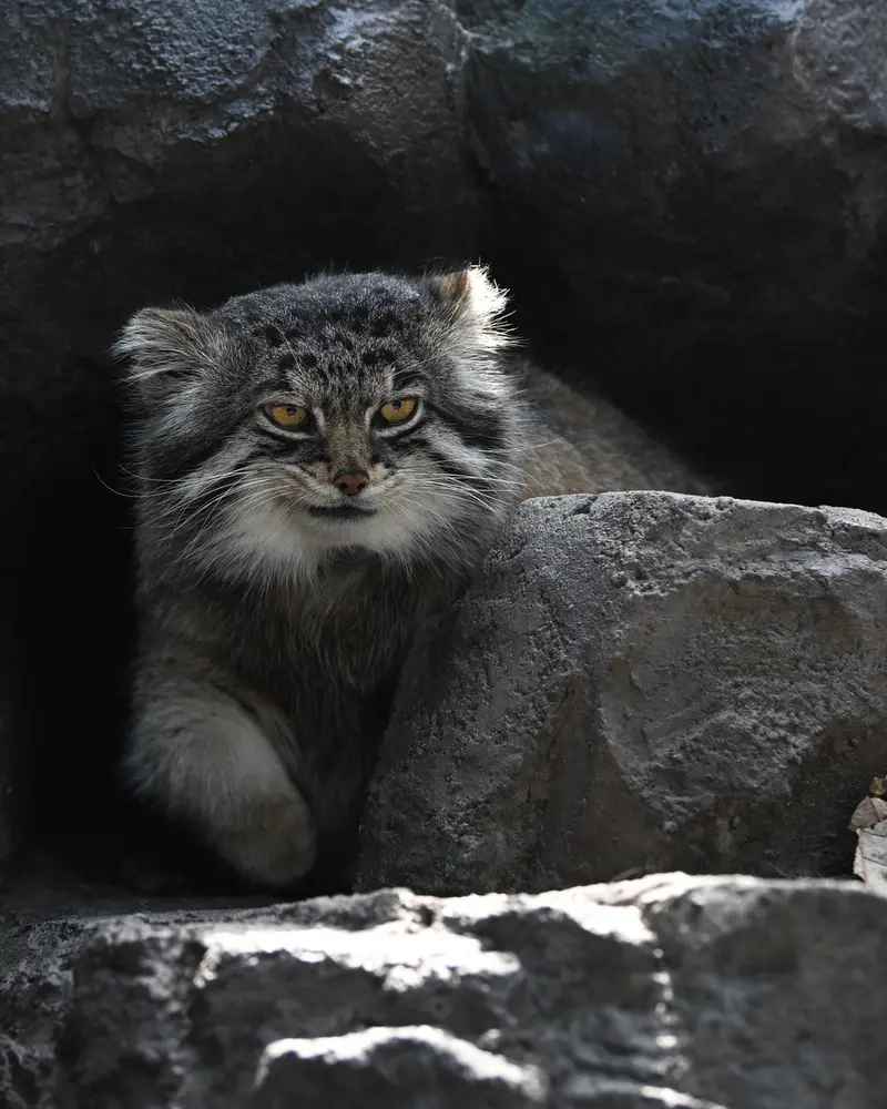 A photograph of Grusha in Asahiyama Zoo
