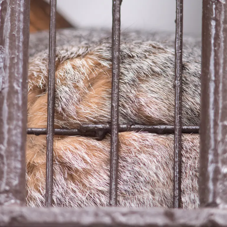 A photograph of Figa in Nogeyama Zoo