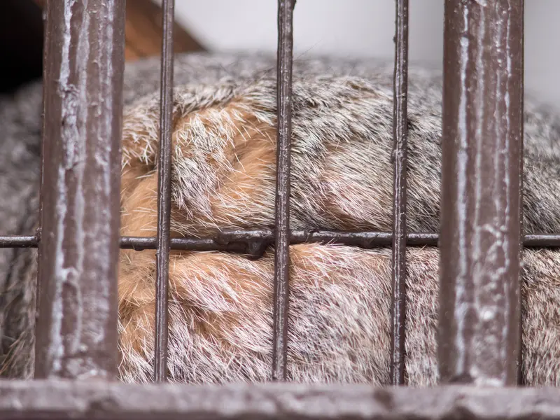 A photograph of Figa in Nogeyama Zoo