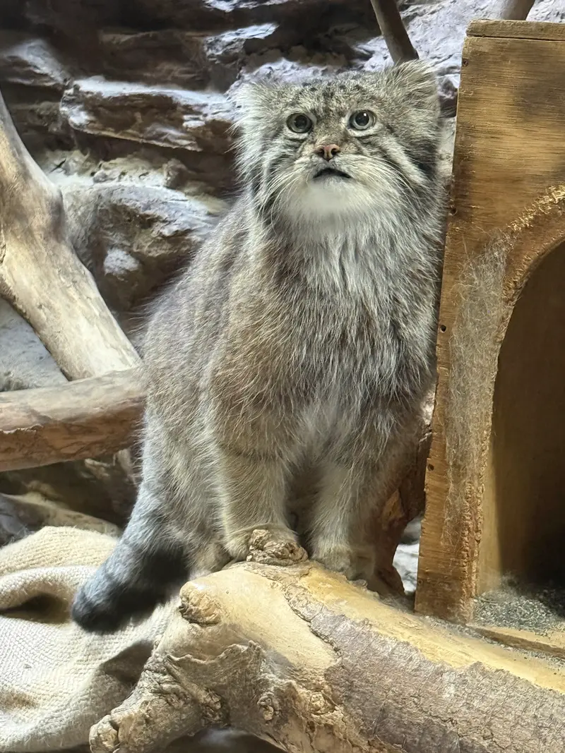 A photograph of Klyon in Ueno Zoological Gardens