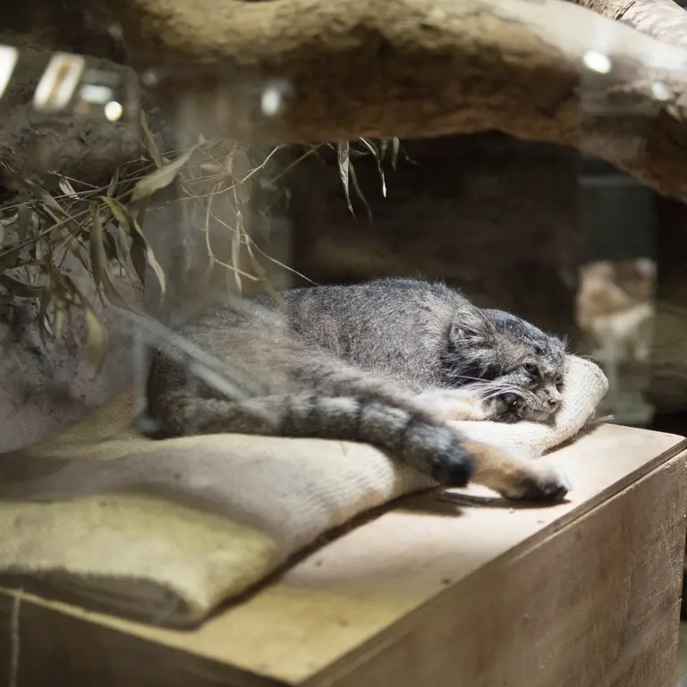 A photograph of Klyon in Ueno Zoological Gardens