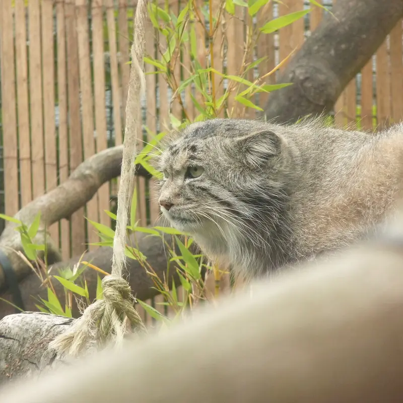 A photograph of Akiko in Edinburgh Zoo
