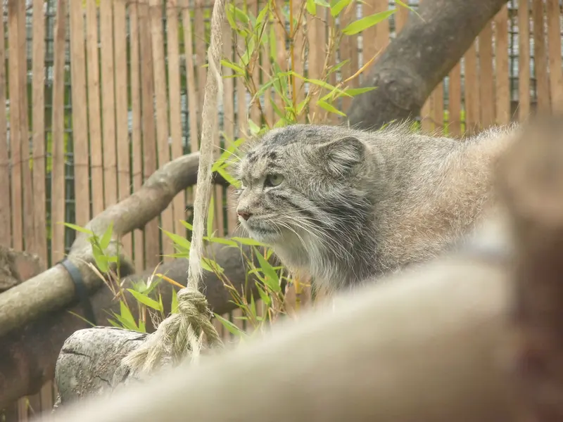 A photograph of Akiko in Edinburgh Zoo