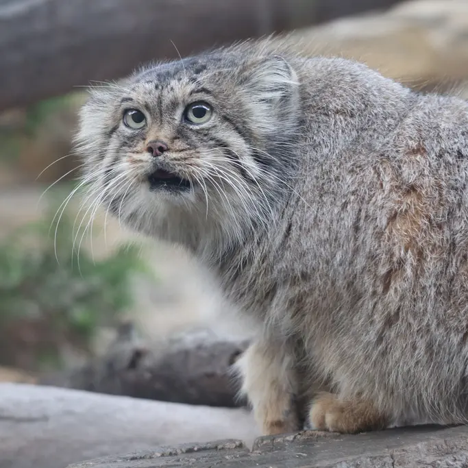 A photograph of Polly in Nasu Animal Kingdom