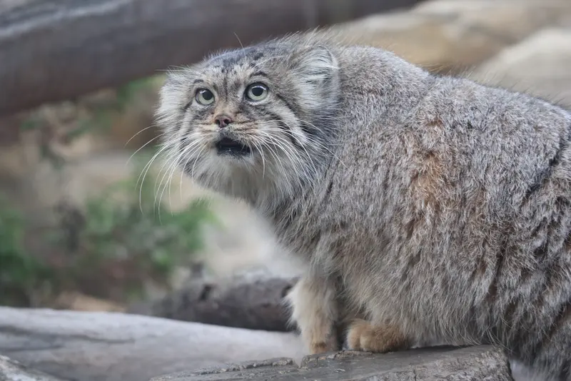 A photograph of Polly in Nasu Animal Kingdom