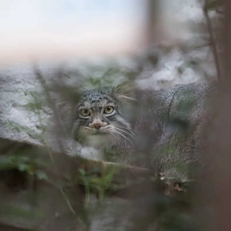 A photograph of Figa in Nogeyama Zoo