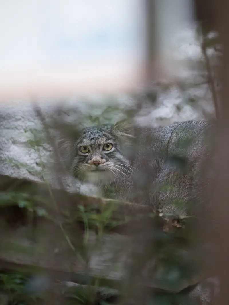 A photograph of Figa in Nogeyama Zoo