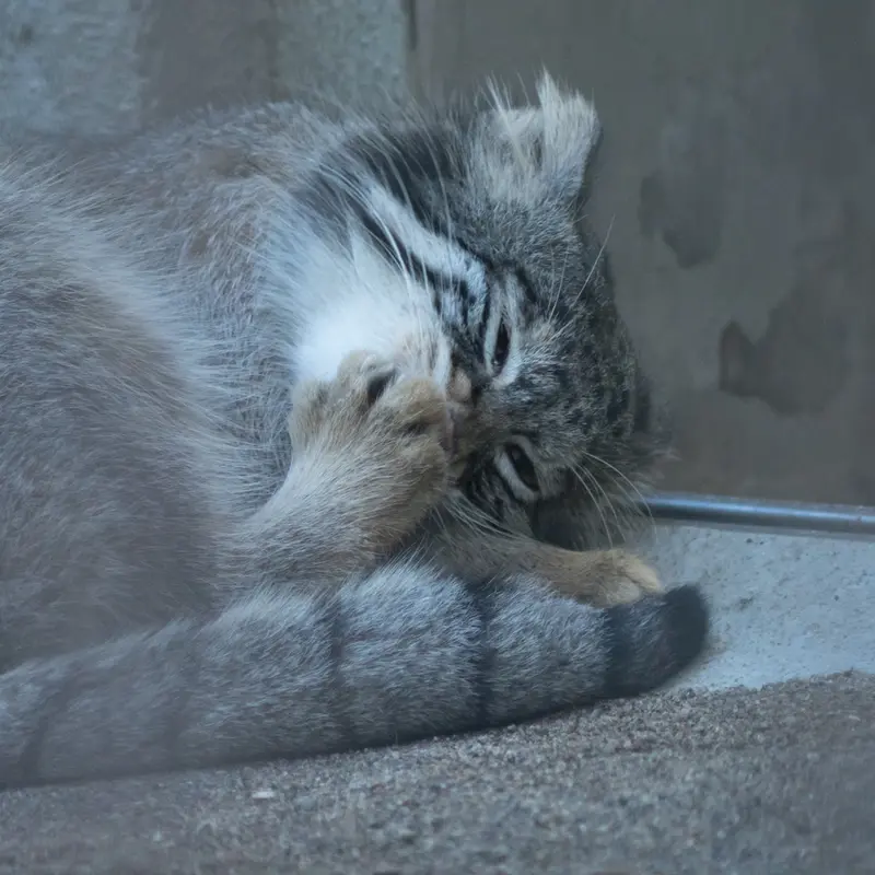 A photograph of Figa in Nogeyama Zoo