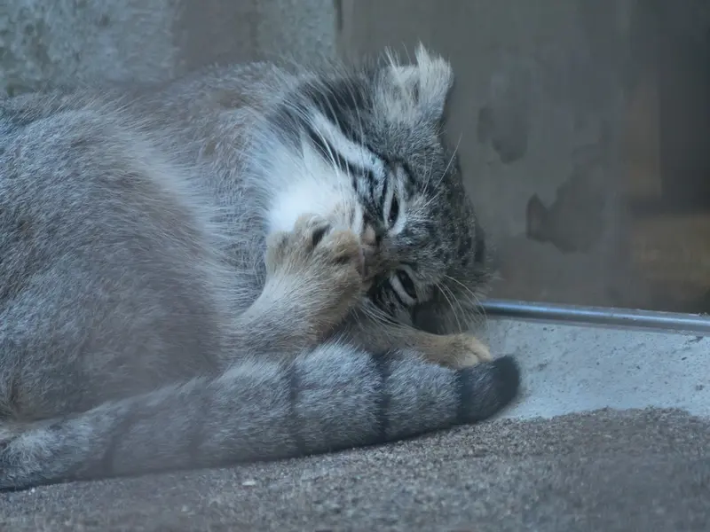 A photograph of Figa in Nogeyama Zoo
