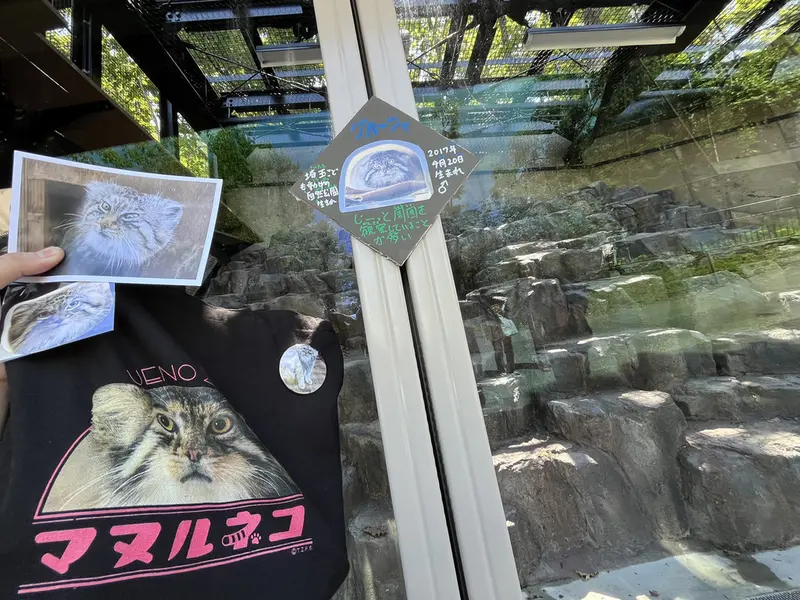A photograph of a Pallas's cat in Asahiyama Zoo