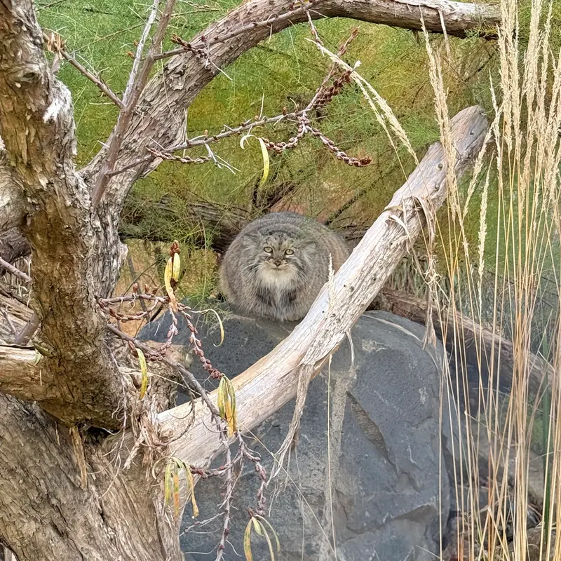 A photograph of Prinsessa in Prague Zoo