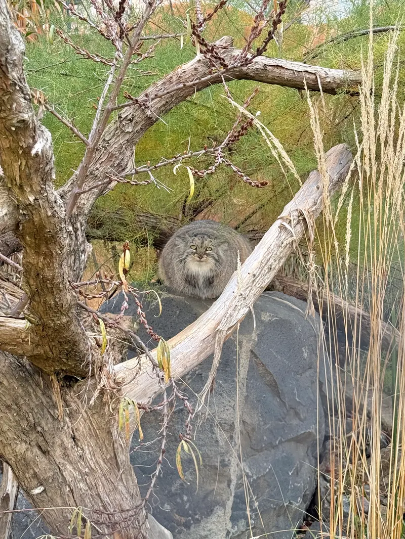 A photograph of Prinsessa in Prague Zoo