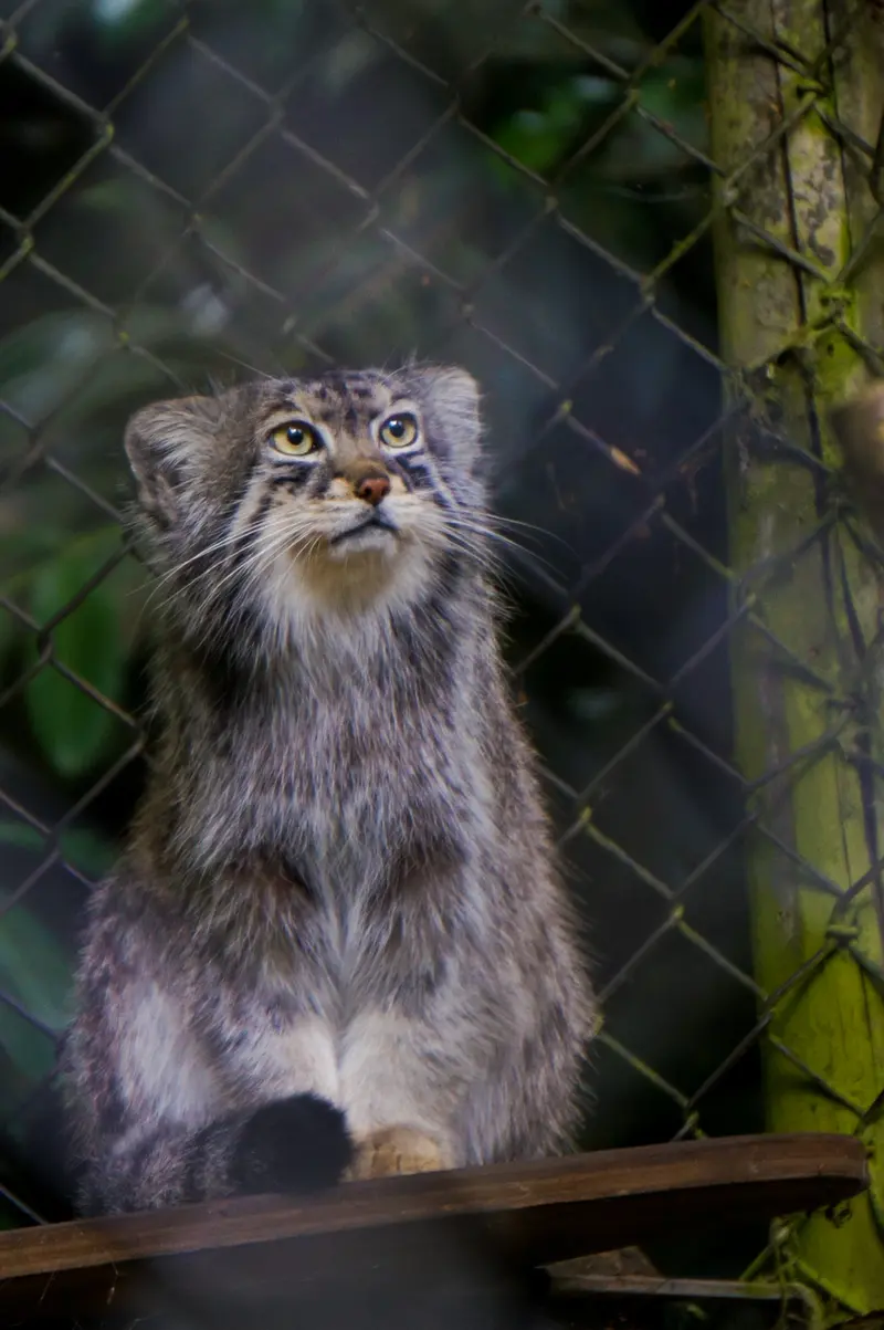 A photograph of Tull in Cotswold Wildlife Park and Gardens