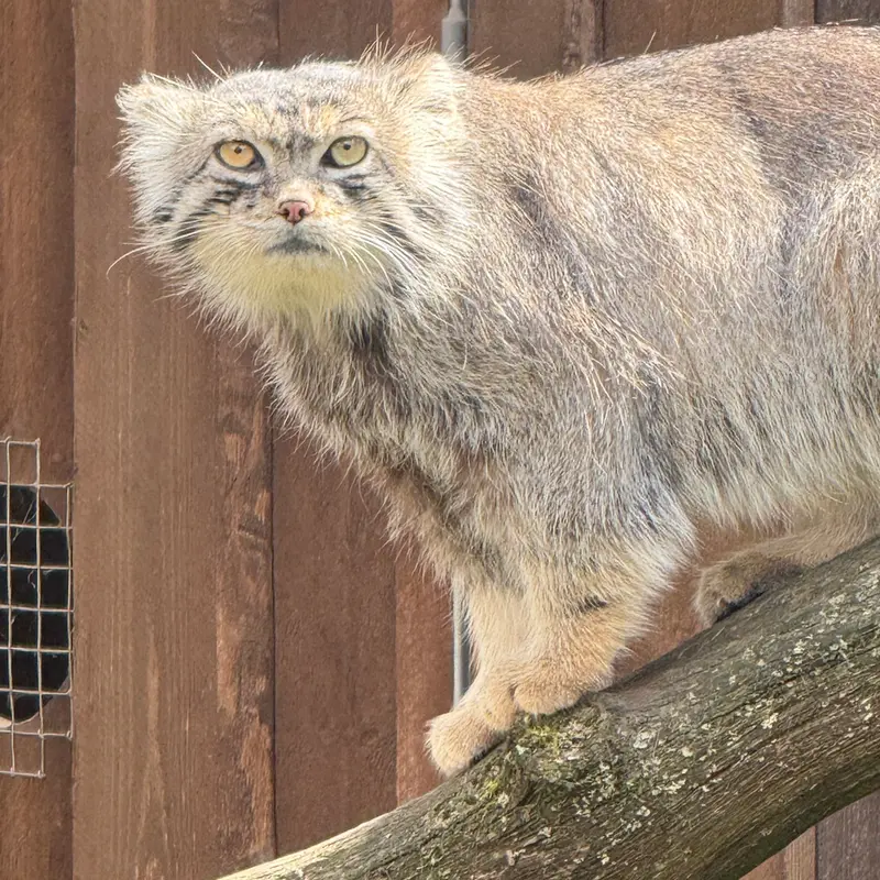 A photograph of Mars in Tallinn Zoo