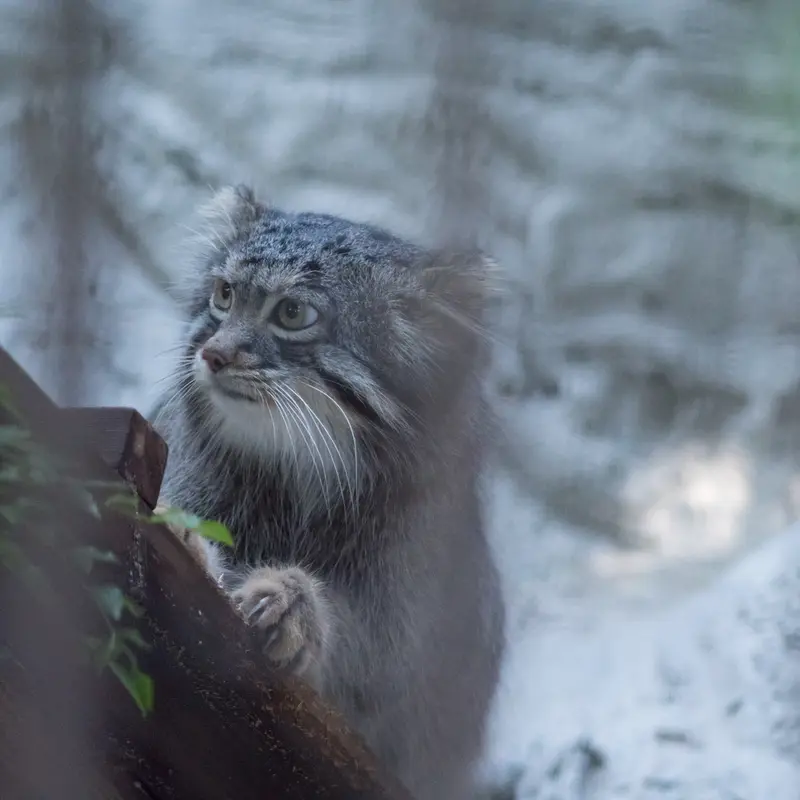 A photograph of Figa in Nogeyama Zoo