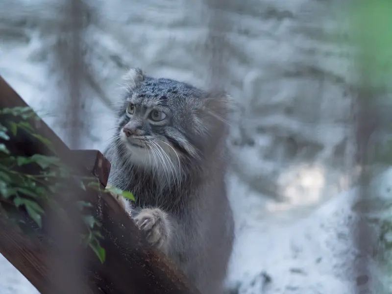 A photograph of Figa in Nogeyama Zoo