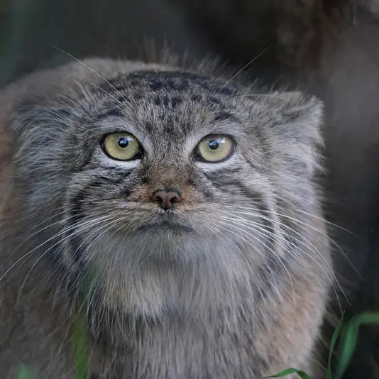 A photograph of Charu in Zie-Zoo