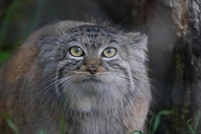 A photograph of Charu in Zie-Zoo