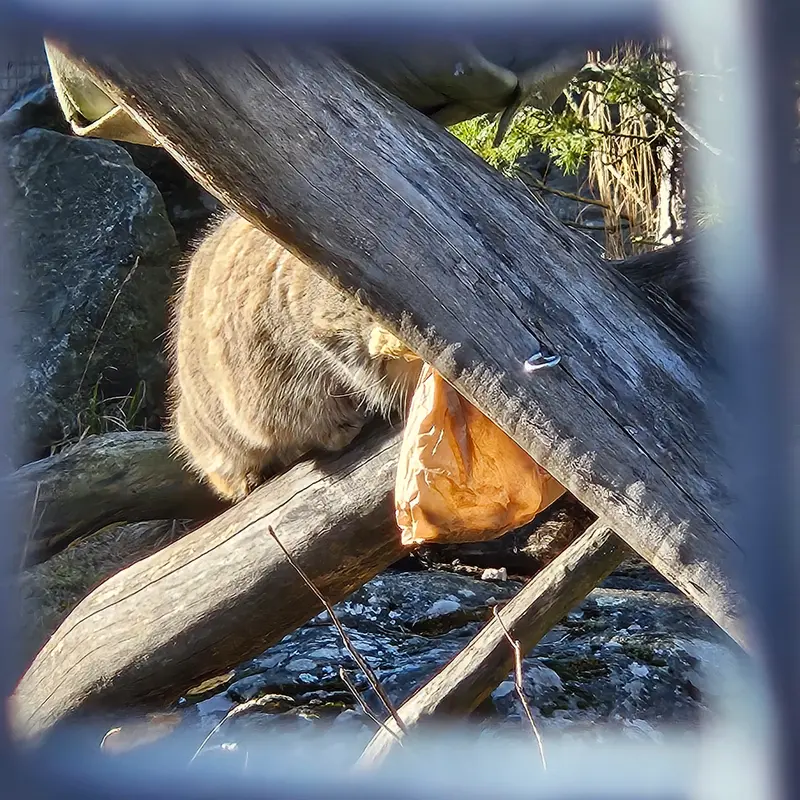 A photograph of Mimi in Korkeasaari Zoo