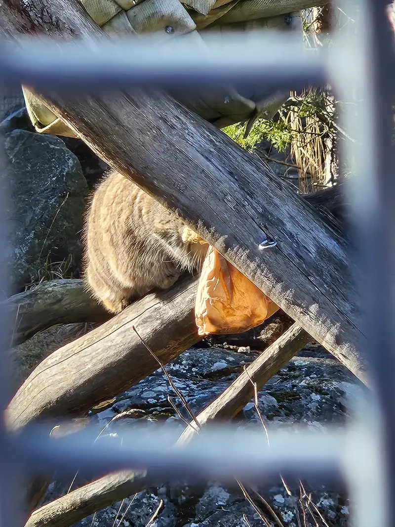 A photograph of Mimi in Korkeasaari Zoo