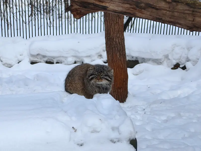 A photograph of Son of Lolo 2024 Ⅵ in Novosibirsk Zoo