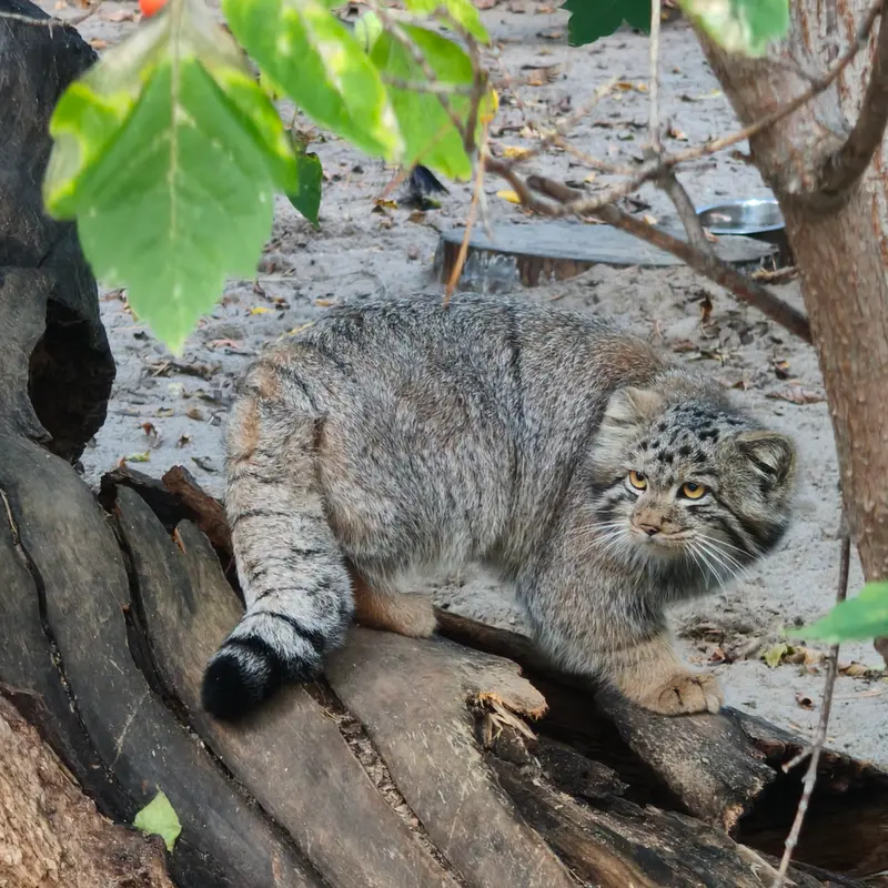 A photograph of a Pallas's cat in Novosibirsk Zoo