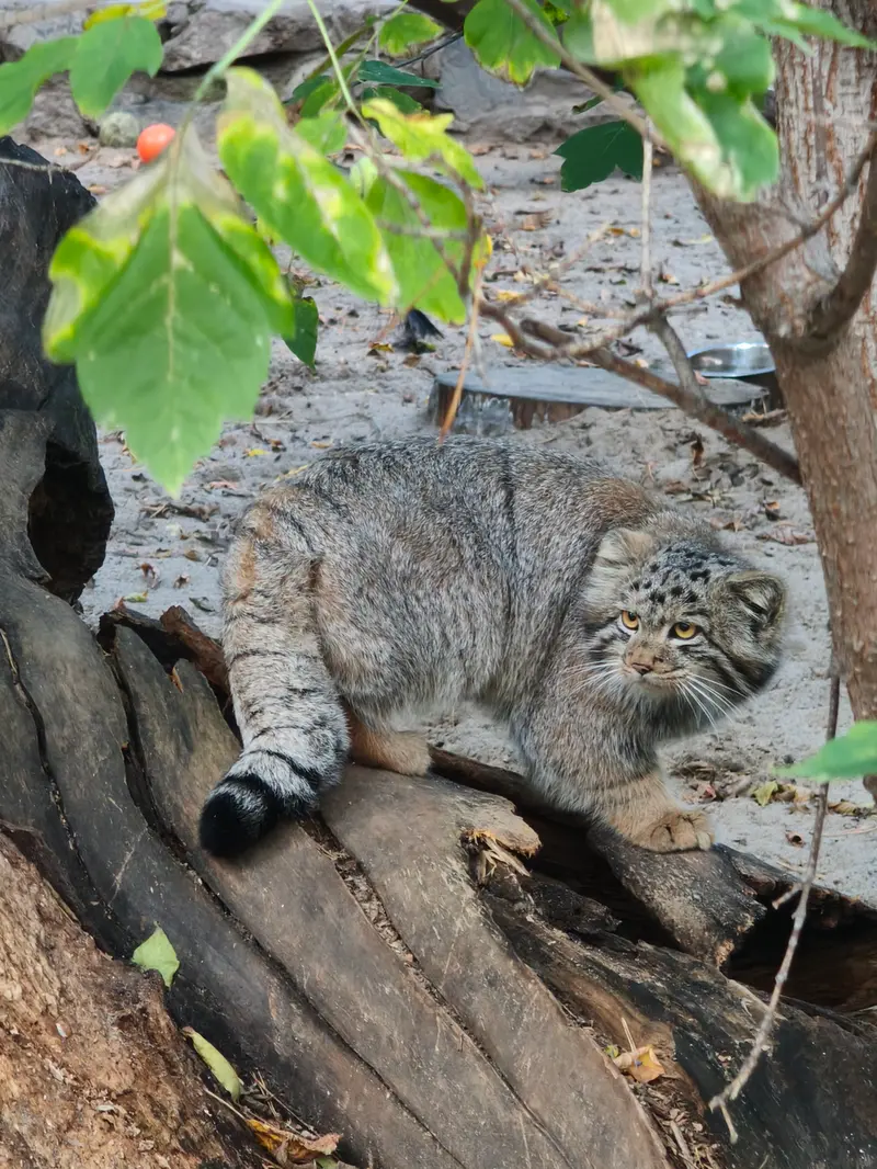 A photograph of a Pallas's cat in Novosibirsk Zoo