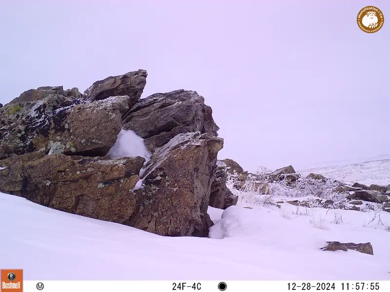 A photograph of a Pallas&#039;s cat from Karashoky camera trap