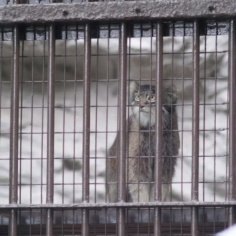 A photograph of Figa in Nogeyama Zoo